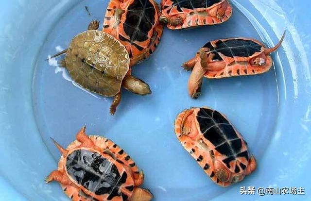 海南金钱龟图片大全大图:野生广东金钱龟多少钱一只？