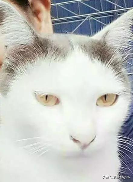 离家的猫的:猫咪长大了会离家出走吗？为什么？