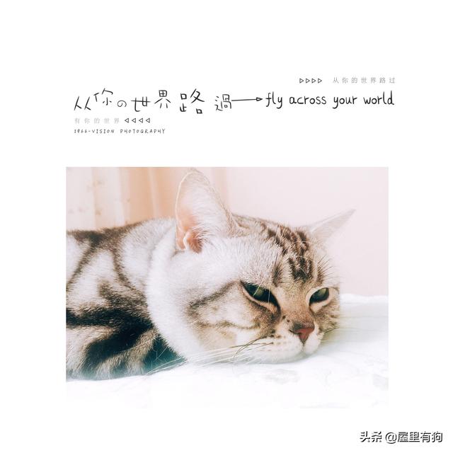 广州宠物猫托运:怎么能把宠物从一个城市带到另外一个城市？