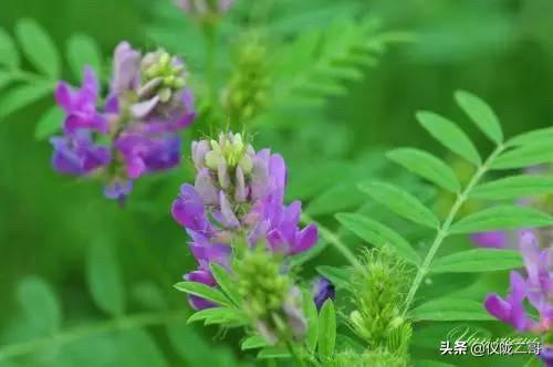 紫花苜蓿草保护价:紫花苜蓿草种植时间 羊吃了苜蓿草肚子发胀是什么原因？