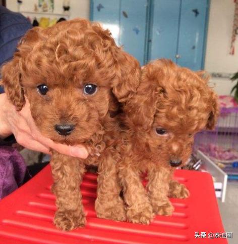 一个月贵宾犬图片欣赏:养一只巨贵犬是什么体验？