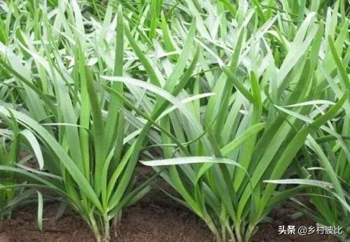 韭菜施什么肥料好？