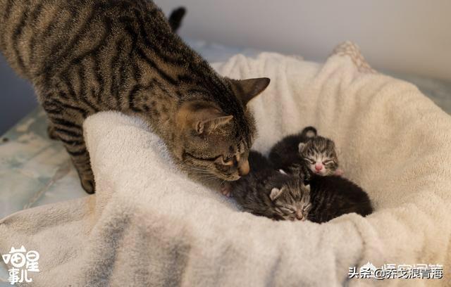 孩子和猫咪的图片大全:猫能让孩子变乖，变的爱学习，猫的魅力真的有这么大吗？