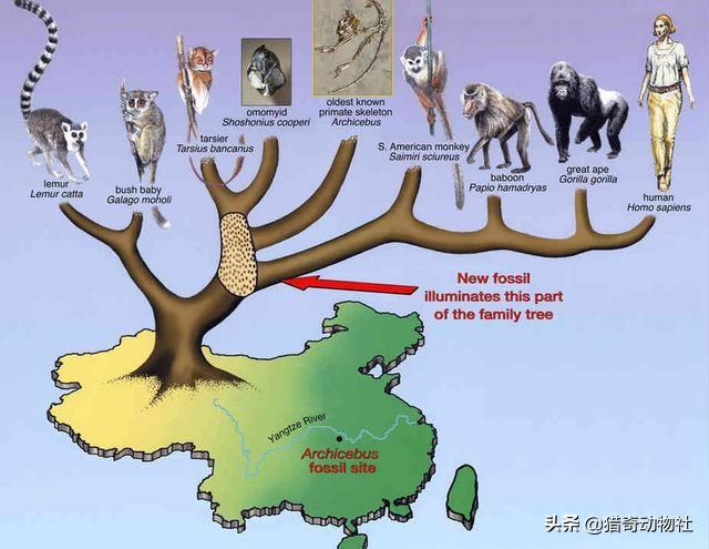 狗狗国外网站大全人猿杂交:人类和其他灵长类存在生殖隔阂吗？