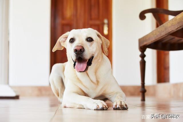 拉不拉多犬小狗:为什么爱养拉布拉多犬的人这么多，有什么样的优点呢？