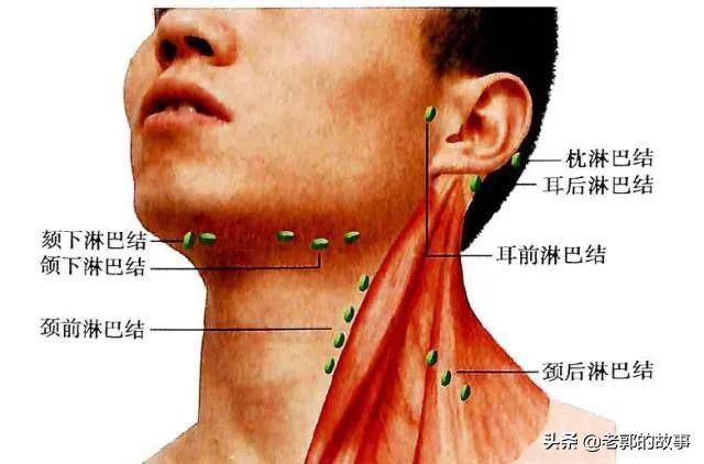 头条问答 下颚淋巴结肿大是什么原因 2个回答