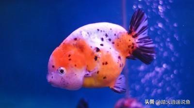 丰年虾孵化盐度:丰年虾孵化盐度比重 丰年虾的盐含量对金鱼有害吗？