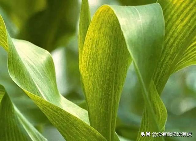 玉米地蚜虫怎么防治:玉米在什么时期防治蚜虫效果最好？