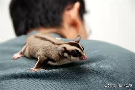 宠物变色龙用品:学生党可以偷偷养什么宠物？