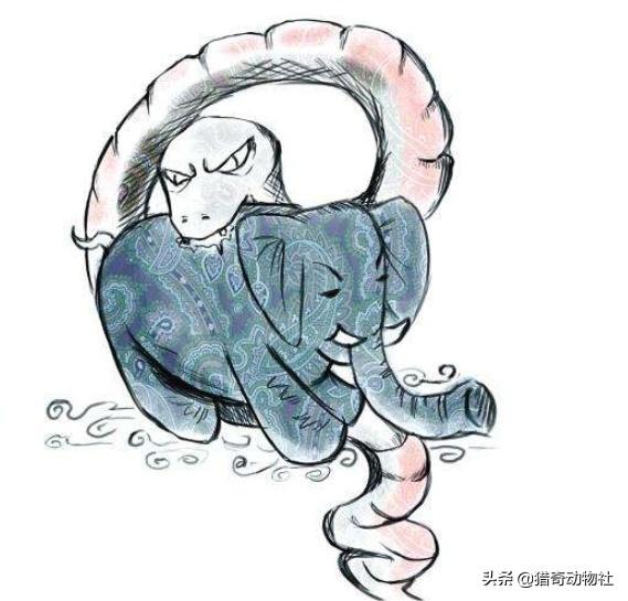 超级大蛇吞人:最胖的人1400斤被蛇吞了,蛇会怎样？
