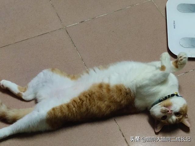 折耳猫踩奶是什么意思:猫往人身上蹭是什么意思？