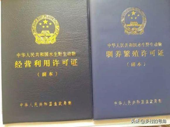 养鸡兽医专家在线咨询:林下养殖土鸡难吗？需要注意哪些方面？
