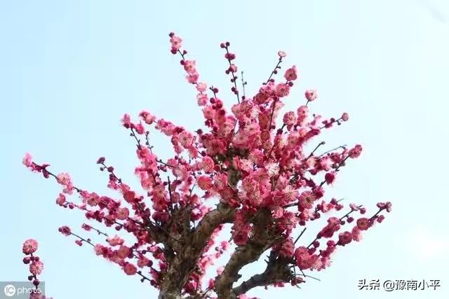 树锦鸡儿植株变黑:红梅盆景新枝条开始变黑，慢慢枯萎掉，是怎么回事？如何处理？