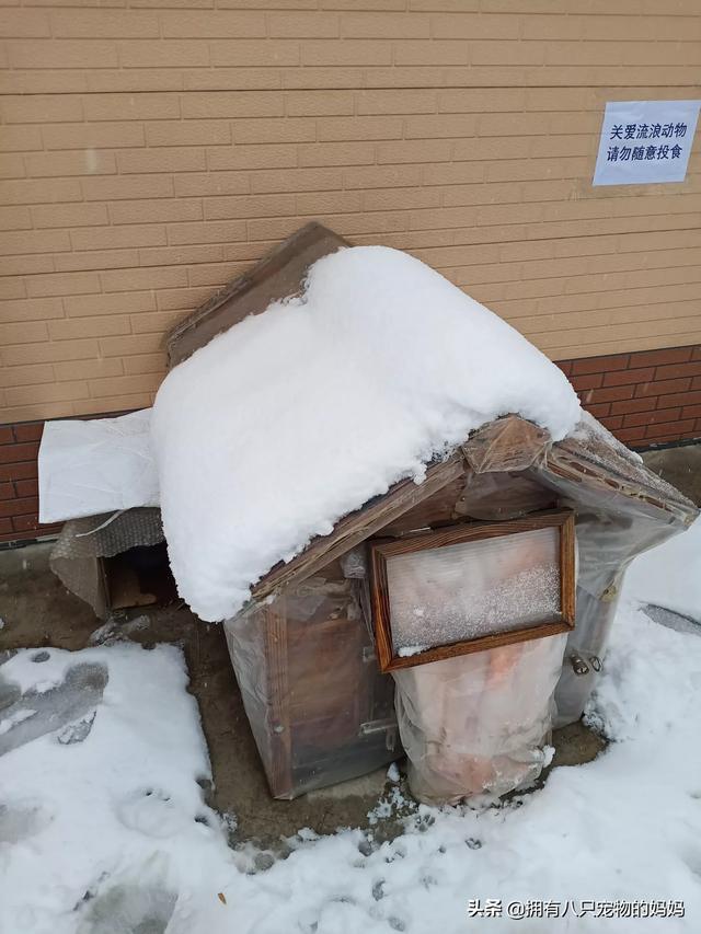 冀师傅天然猫粮怎么样:家里有很多只猫了，还要不要再收留流浪猫了？