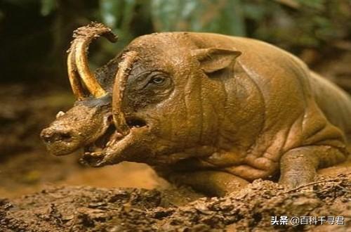 霍加狓:有哪些长得比较神奇的动物？