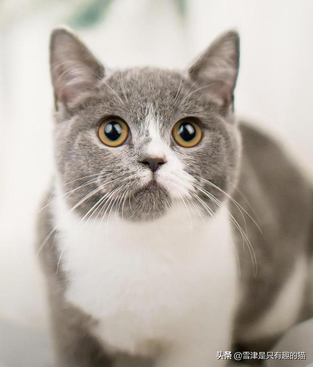 养土猫会遭人嫌弃吗？难道只有名猫才值得去养吗？