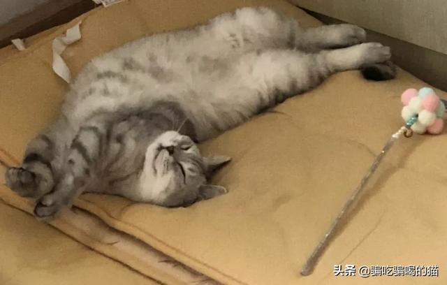 猫咪:你家猫有哪些奇特的睡姿，你家猫平时怎么睡觉的？