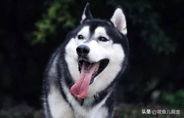如何训练狗狗生人视频:如何训练狗狗在遛狗时就在你身边，不往前冲，也不扑人和到处闻？