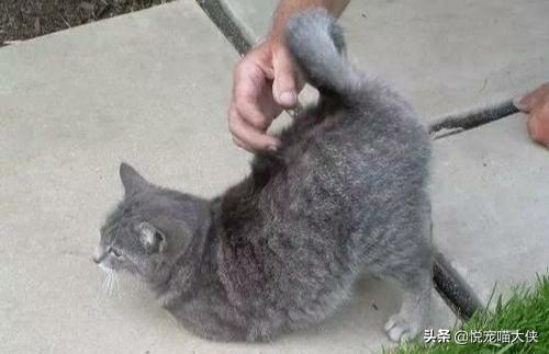 为什么摸猫屁股的时候 猫会把屁股翘高 头条问答