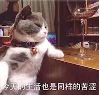 猫咪物语5下载:五个月大的猫咪适合领养吗？