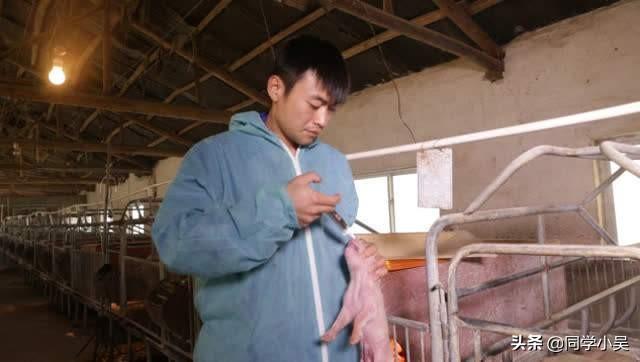 猪伪狂犬病的症状:仔猪6日后腿肿是伪狂犬吗？