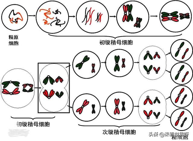 性别是人类繁殖所需,男女合作产生一个结合双方基因的新个体,具备更好