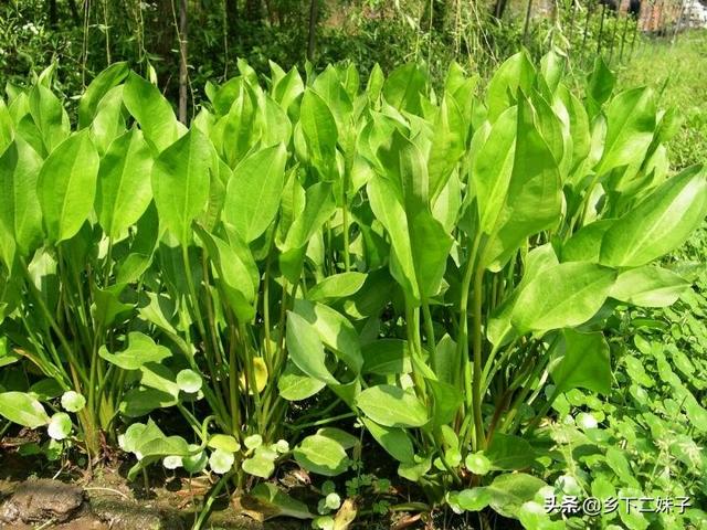 头条问答 - 天鹅蛋是味中药,如何养殖管理?(5个回答)