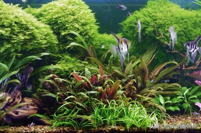 水草能在火山石生长么?:鱼缸内该不该放水草？饲养观赏鱼后，水草对水质有没有影响？
