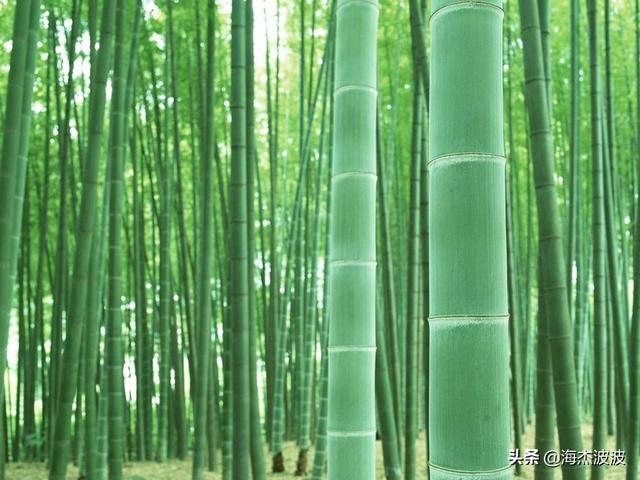 竹子什么时候移栽易成活？