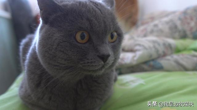 有让猫:有让猫咪睡觉的音乐吗 猫草和猫戒不掉产品都有什么化学元素让猫欲罢不能？