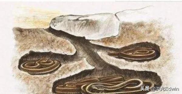 近期关于蛇的新闻:蛇是冷血动物，冬天的雪地里有蛇出没正常吗？如何解释？