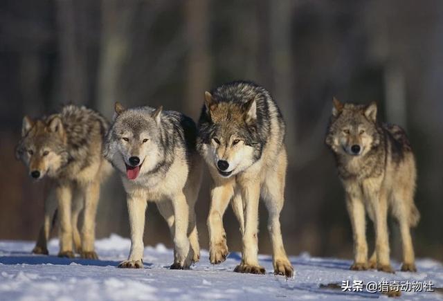西施犬忠诚吗:狗为什么会有忠诚的特质呢？