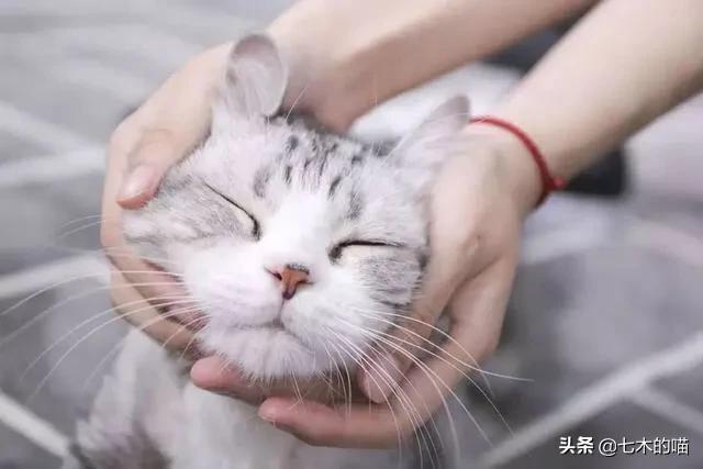 正规猫舍短腿猫:正规猫舍都是怎么解决种猫发情到处乱尿的？ 长腿猫和短腿猫打架