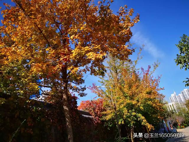 寒舞照片:你见过最让你心生悲凉的nba照片是哪张？