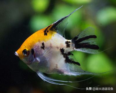 霓虹燕子鱼吃什么东西:火焰变色龙鱼可以和霓虹燕子混养吗？