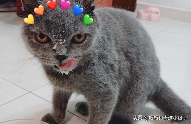 麦德氏inplus和incat:国产宠物专用奶粉哪家比较好？