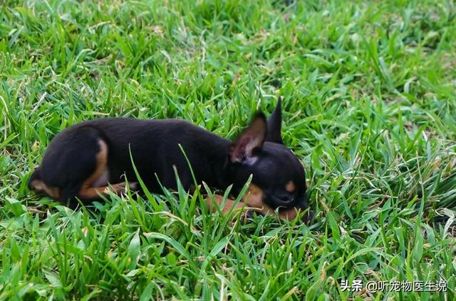 鹿犬:小鹿犬的腿打哆嗦，是怎么回事？是缺钙吗？ 鹿犬千万别养