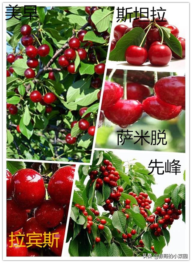 鲁樱三号可以用美早樱桃作为授粉树吗，注意什么？