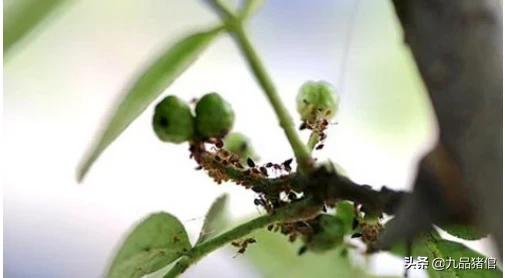 绿宝树 蚜虫:花椒蚜虫打什么农药耐的时间长？