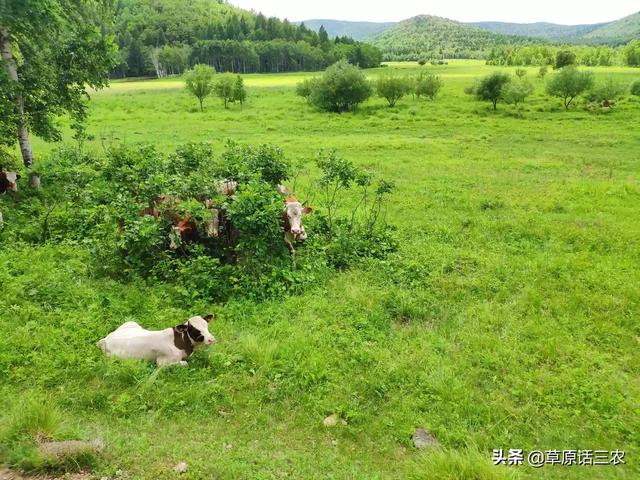 法牛人工配种一次行不:应怎样通过提高人工配种技术防治牛不孕症？