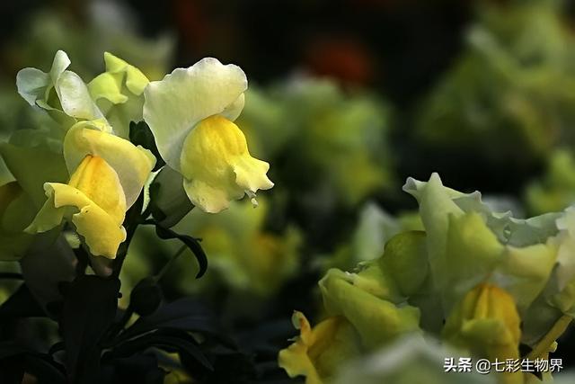 金鱼草怎么养才能开花，露天种植金鱼草需要遮阴吗