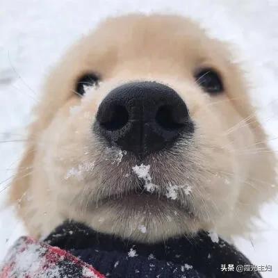 狐狸狗的身体作文:狐狸狗的作文 狗和狐狸可以繁育出后代吗？
