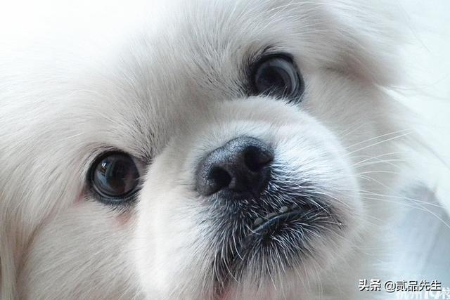霍邱偷狗贼:为何偷狗如此猖獗的情况下，有人为偷狗贼辩护？