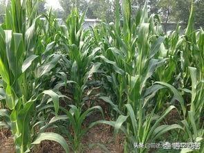 玉米到了后期还要浇吗？插图28