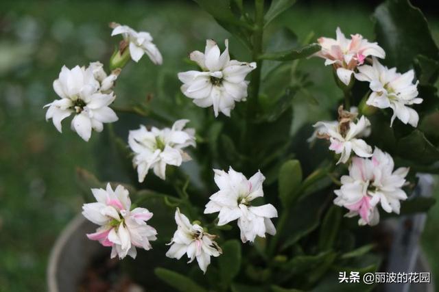 长寿花有毒吗:网上买的长寿花小苗叶子不是绿色的，嫩白嫩白，能养活吗？