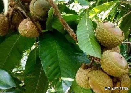 风流果图片,风流果真的有哪么神奇吗？