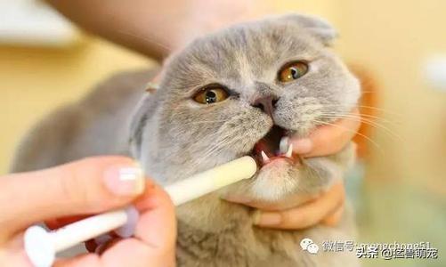 美短公猫发腮是什么意思:美短公猫不发腮与发腮对比 为什么我的美短脸尖，美短小时候脸是尖的吗？