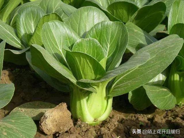 头条问答 菜园里的青菜被虫咬了很多孔 是什么害虫 该怎么防治 陌上花开且缓归的回答 0赞