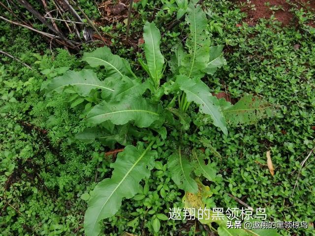 野菜可以人工种植吗？怎么样？