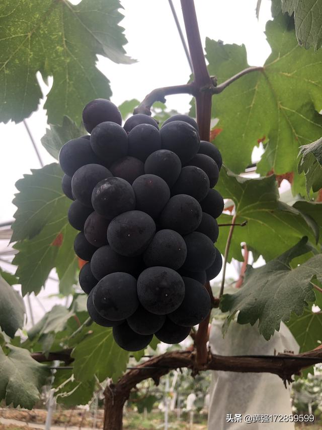自制葡萄酒方法，自家有几颗山葡萄树，葡萄结的挺好，想做葡萄酒，应该怎么做